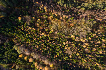 Luftaufnahme des farbenfrohen Waldes im Naturschutzgebiet Marimetsa in Estland. - AAEF02232