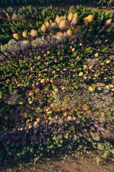 Luftaufnahme des farbenfrohen Waldes im Naturschutzgebiet Marimetsa in Estland. - AAEF02233