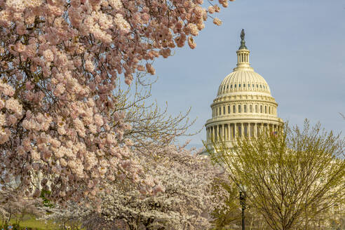 Blick auf das Capitol Building und die Frühlingsblüte, Washington D.C., Vereinigte Staaten von Amerika, Nordamerika - RHPLF00191
