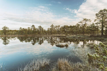 Lahemaa-Nationalpark früh am Morgen im Herbst, Nordestland, Europa - RHPLF00341