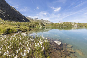 Wildblumen am Ufer des Alpsees, Crap Alv Lejets, Albulapass, Kanton Graubünden, Schweizer Alpen, Schweiz, Europa - RHPLF00417