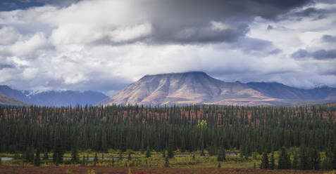 Berg- und Waldlandschaft im Denali-Nationalpark, Alaska, Vereinigte Staaten von Amerika, Nordamerika - RHPLF00427