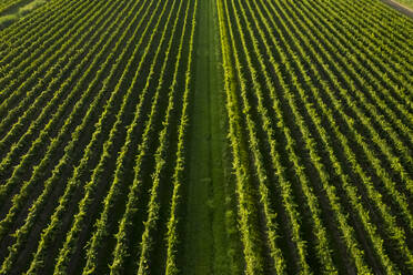 Vollbildaufnahme eines landwirtschaftlichen Feldes in Friaul-Julisch-Venetien, Italien - MAUF02747