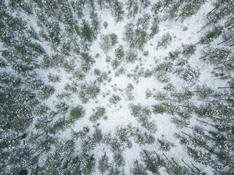 Luftaufnahme einer Person, die inmitten des verschneiten Waldes in Polliku in Estland liegt. - AAEF02474