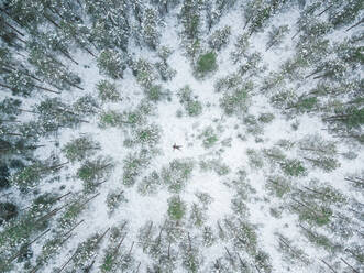 Luftaufnahme einer Person, die inmitten des verschneiten Waldes in Polliku in Estland liegt. - AAEF02475
