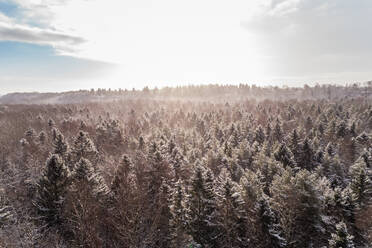 Luftaufnahme des verschneiten bunten Waldes von Muraste in Estland. - AAEF02501