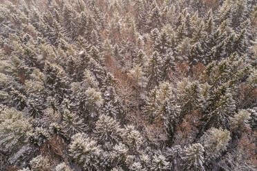 Luftaufnahme des verschneiten bunten Waldes von Muraste in Estland. - AAEF02502