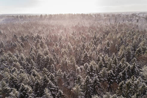 Luftaufnahme des verschneiten bunten Waldes von Muraste in Estland. - AAEF02503