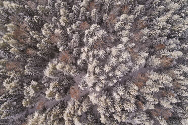 Luftaufnahme des verschneiten bunten Waldes von Muraste in Estland. - AAEF02504