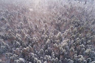 Luftaufnahme des verschneiten bunten Waldes von Muraste in Estland. - AAEF02506