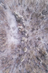 Aerial view of the snowy colorful forest of Muraste in Estonia. - AAEF02507