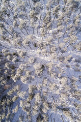 Aerial view of the snowy forest in Naage in Estonia. - AAEF02511