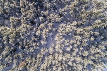 Luftaufnahme des verschneiten Waldes in Naage in Estland. - AAEF02512