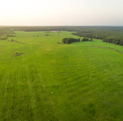 Luftaufnahme von Wald und Feld in Forby auf der Insel Vormsi, Estland - AAEF02532