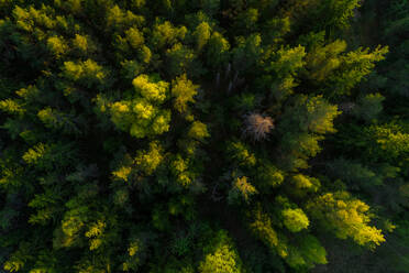 Luftaufnahme des Waldes in Forby auf der Insel Vormsi, Estland. - AAEF02538