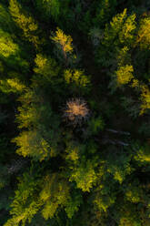 Luftaufnahme des Waldes in Forby auf der Insel Vormsi, Estland. - AAEF02539