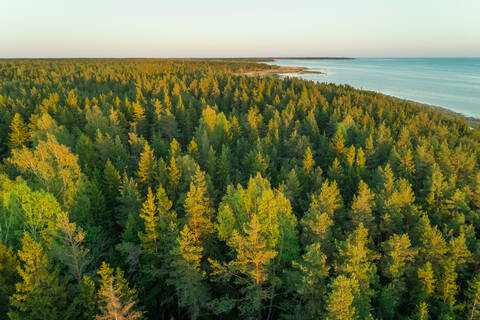 Luftaufnahme des Waldes an der Küste von Forby auf der Insel Vormsi, Estland., lizenzfreies Stockfoto