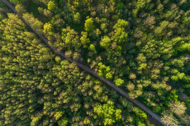 Luftaufnahme einer Straße durch den Wald in Forby auf der Insel Vormsi, Estland. - AAEF02557