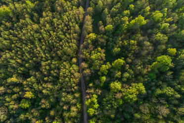 Luftaufnahme einer Straße durch den Wald in Forby auf der Insel Vormsi, Estland. - AAEF02558