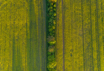 Luftaufnahme einer Wiese in Estland. - AAEF02577