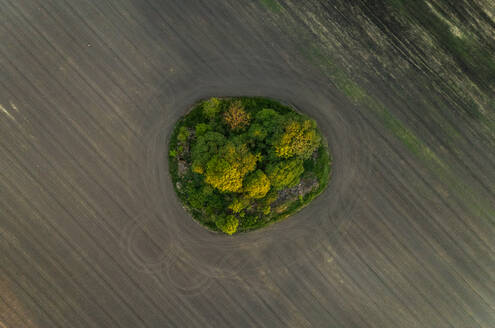 Luftaufnahme Wald inmitten eines Wiesenfeldes, Estland. - AAEF02585