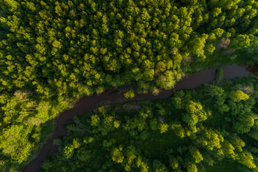 Luftaufnahme eines den Wald durchquerenden Flusses in Estland. - AAEF02597