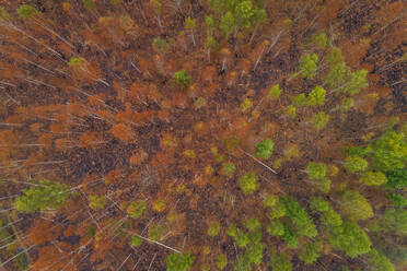 Luftaufnahme eines Waldes in Estland. - AAEF02620
