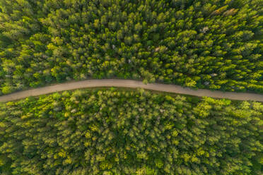 Aerial view of road going through forest in Estonia. - AAEF02654