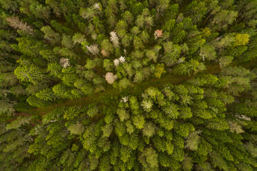 Luftaufnahme einer verschmutzten Straße durch den Wald in Forby auf der Insel Vormsi, Estland - AAEF02669