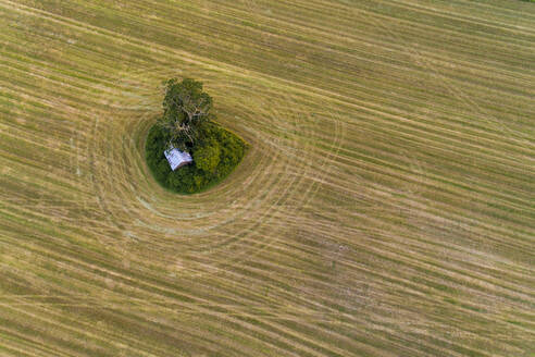 A field with a tree and hut in summer, Southwest Sweden - TAMF02150