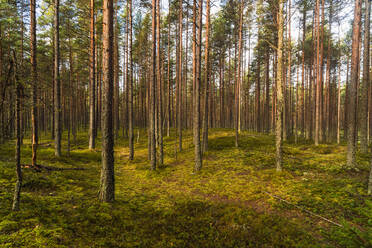 Forest, Lahemaa National Park, Estonia - TAMF02162