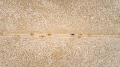Luftaufnahme einer Gruppe von Kamelen in der Wüste von Abu Dhabi, Vereinigte Arabische Emirate., lizenzfreies Stockfoto