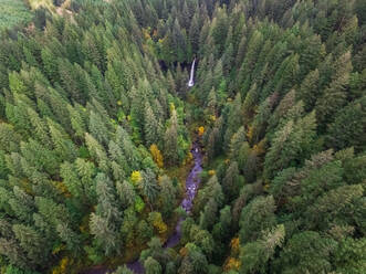 Luftaufnahme des Silver Falls State Park in Oregon, USA. - AAEF03043