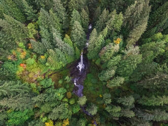 Luftaufnahme des Silver Falls State Park in Oregon, USA. - AAEF03044