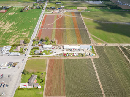 Aerial view of tulips fields in Mount Vernon, Washington, USA. - AAEF03092