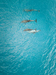 Luftaufnahme einer Gruppe von Delfinen im transparenten Meer am Tiputa-Pass auf der Insel Tuamotu, Französisch-Polynesien. - AAEF03125