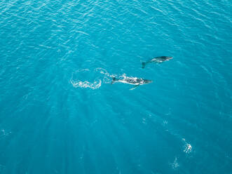 Aerial view of two whales shark swimming in the transparent sea of Moorea island in French Polynesia. - AAEF03127