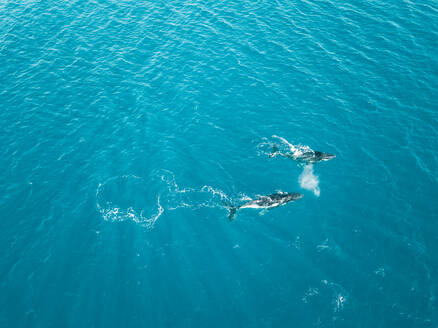 Luftaufnahme von zwei Haifischwalen, die im kristallklaren Meer der Insel Moorea in Französisch-Polynesien schwimmen. - AAEF03128