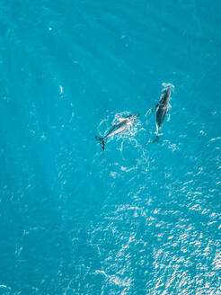 Luftaufnahme von zwei Haifischwalen, die im kristallklaren Meer der Insel Moorea in Französisch-Polynesien schwimmen. - AAEF03129