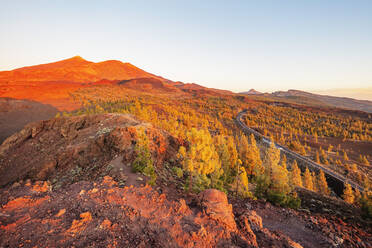 Nadelwald unterhalb des Pico del Teide, 3718m, höchster Berg Spaniens, Teide-Nationalpark, UNESCO-Weltkulturerbe, Teneriffa, Kanarische Inseln, Spanien, Atlantik, Europa - RHPLF00465