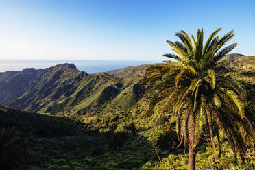 Garajonay-Nationalpark, UNESCO-Welterbe, La Gomera, Kanarische Inseln, Spanien, Atlantik, Europa - RHPLF00491