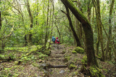 Regenwald im Garajonay-Nationalpark, UNESCO-Welterbe, La Gomera, Kanarische Inseln, Spanien, Atlantik, Europa - RHPLF00492