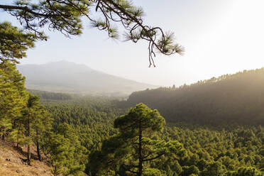 Nationalpark Caldera de Taburiente, UNESCO-Biosphärengebiet, La Palma, Kanarische Inseln, Spanien, Atlantik, Europa - RHPLF00499