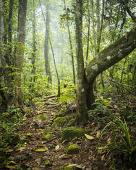 Sinharaja Rainforest National Park, Deniyaya, Southern Province, Sri Lanka, Asia - RHPLF00522
