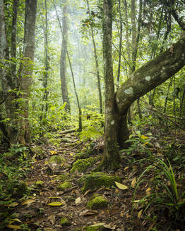 Sinharaja-Regenwald-Nationalpark, Deniyaya, Südprovinz, Sri Lanka, Asien - RHPLF00522