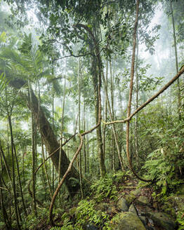 Sinharaja-Regenwald-Nationalpark, Deniyaya, Südprovinz, Sri Lanka, Asien - RHPLF00523