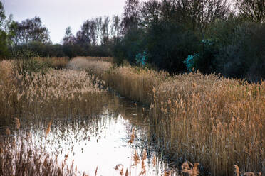 The warm evening sun hits reed beds at Wicken Fen Nature Reserve in Cambridgeshire, East Anglia, England, United Kingdom, Europe - RHPLF00532