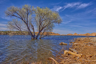 Ein einsamer Baum direkt am Ufer des Watson Lake in Prescott, Arizona, Vereinigte Staaten von Amerika, Nordamerika - RHPLF00606