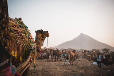 A Camel watches over all the other camels at Pushkar Camel Fair 2018, Pushkar, Rajasthan, India, Asia - RHPLF00613