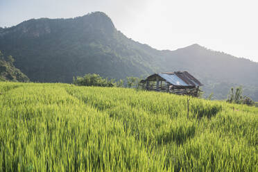 Eine Hütte auf einer Teeplantage in dem kleinen Dorf Hingurukaduwa, Sri Lanka, Asien - RHPLF00616